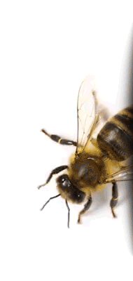 Colmena de poliestireno 3 Colmena de poliestireno svg+xml;charset=utf