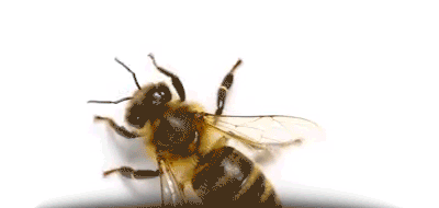 Colmena de poliestireno 2 Colmena de poliestireno svg+xml;charset=utf