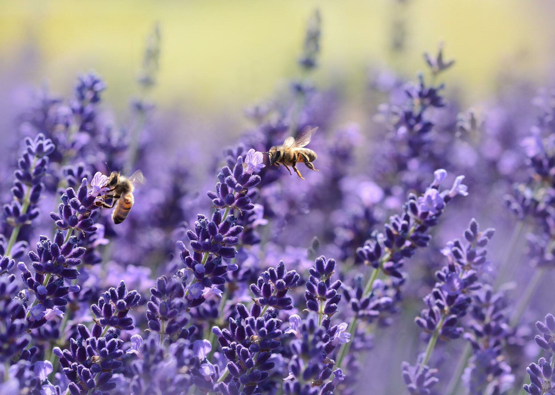¿Qué es la barba de las abejas? ¿Por qué se forma? api in volo