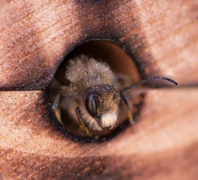 Steinmetzbienen oder Maurerbienen: 10 überraschende Fakten api muratori