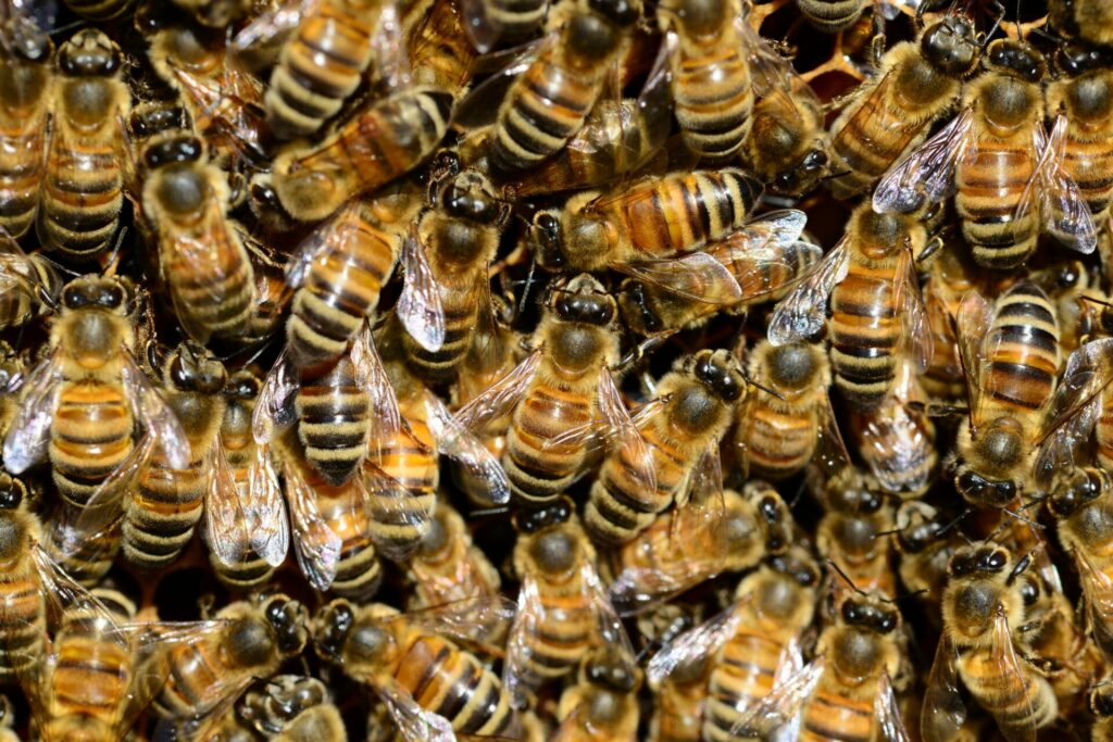 Cos'è la barba delle api
