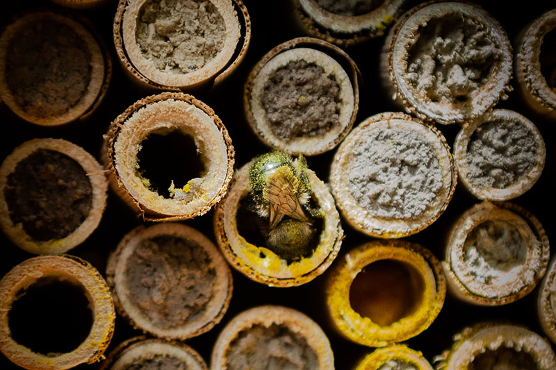Steinmetzbienen oder Maurerbienen: 10 überraschende Fakten nido api muratori