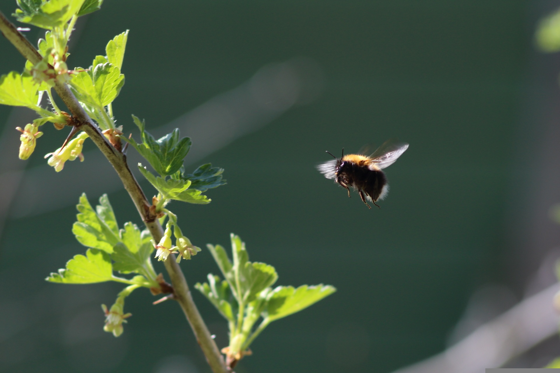 Wie weit fliegen die Bienen von ihren Stöcken weg? volo delle api