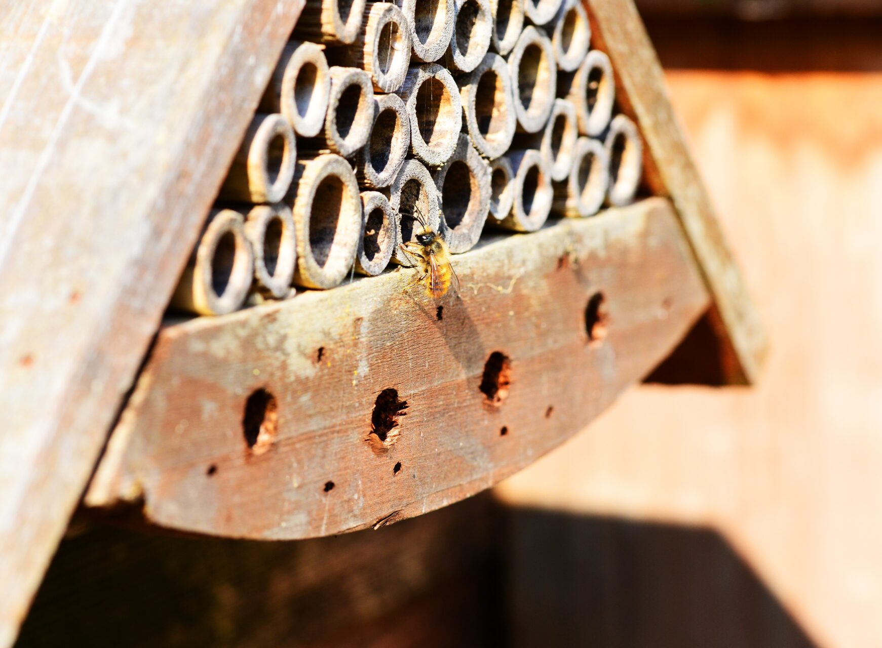 Las abejas Osmia: un fascinante grupo de abejas solitarias api osmie