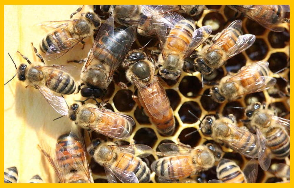 I tre tipi di api che compongono la colonia di api mellifere 3 tipi di ape 1