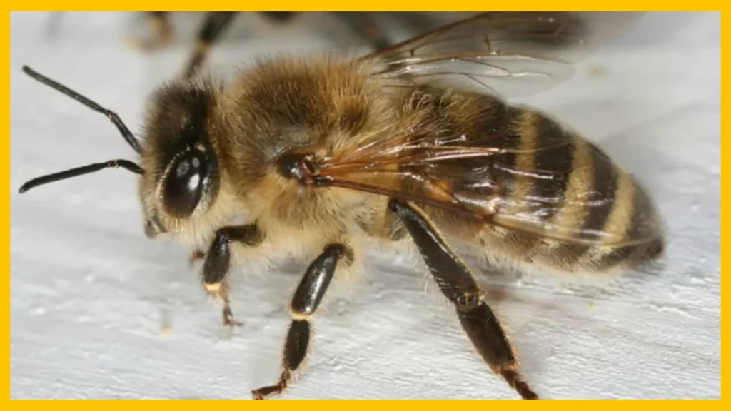 I tre tipi di api che compongono la colonia di api mellifere 3 tipi di ape 2