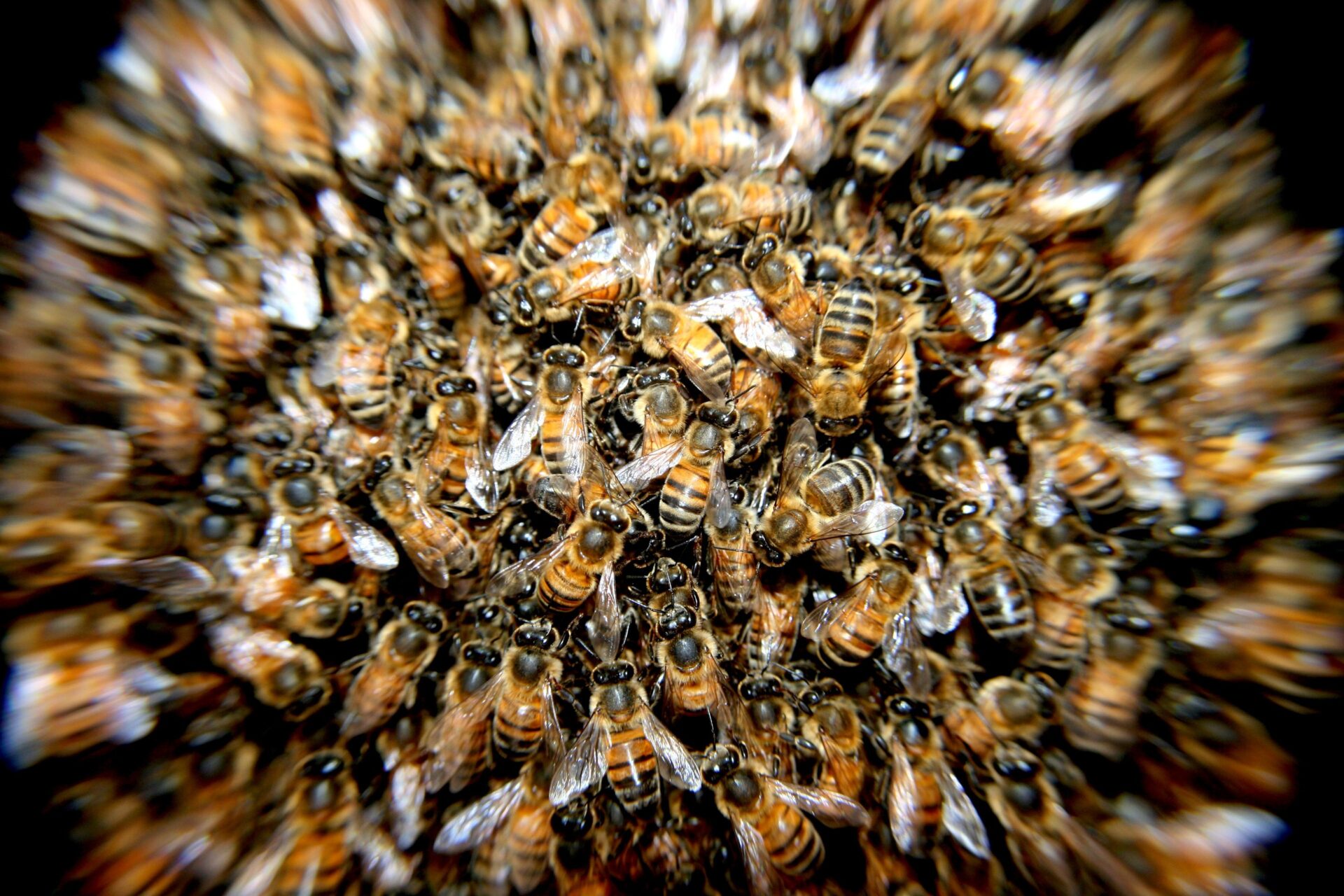 I tre tipi di api che compongono la colonia di api mellifere 3 tipi di ape