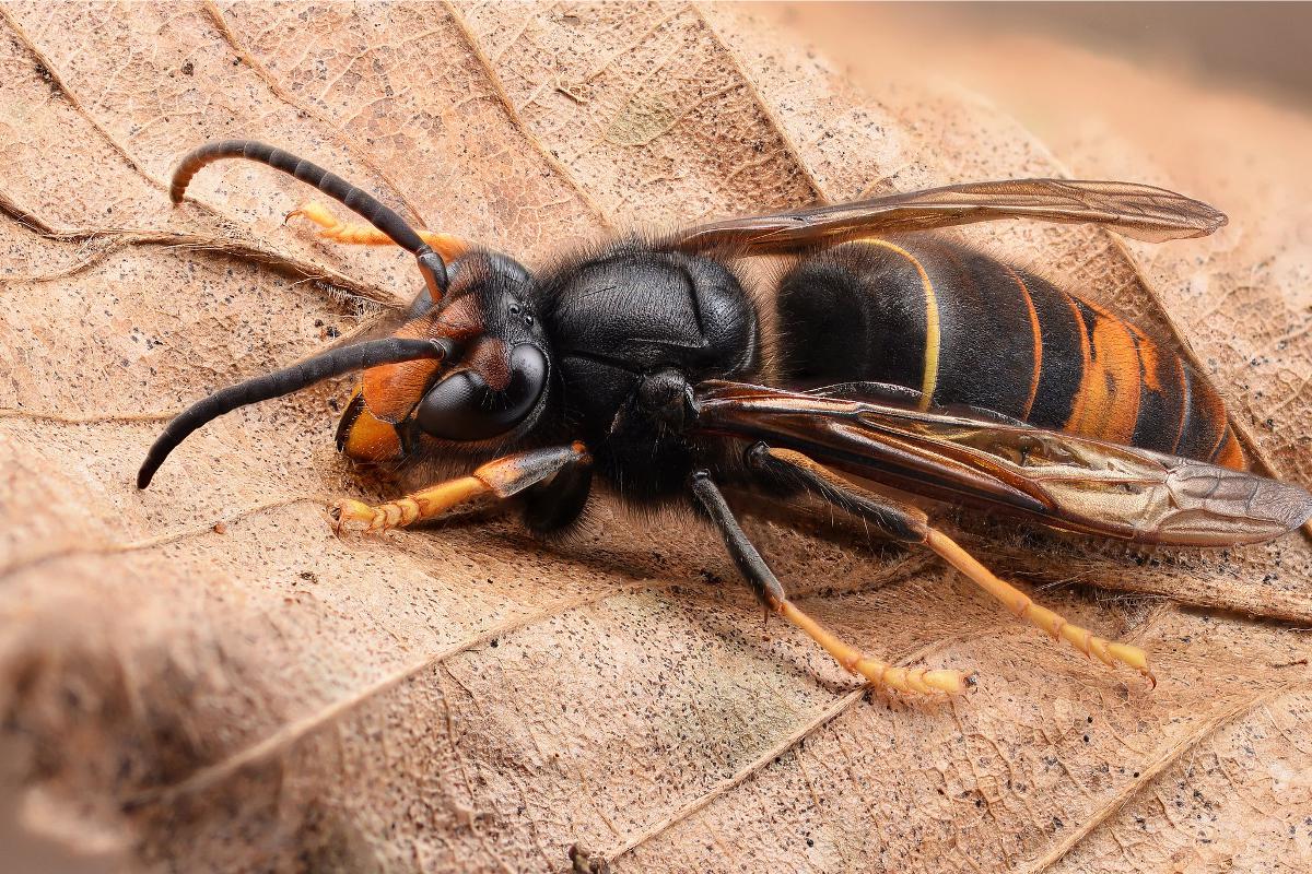 Vespa Velutina Trapping The Yellow Legged Hornet V to Pharma